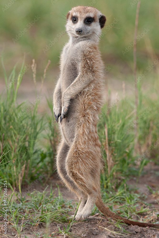 Fototapeta premium Les suricates du Botswana