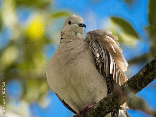Detail closeup headshot portrait of a white barbary ring-necked turtle dove pigeon Streptopelia risoria, bird sitting on tree branch in New Zealand