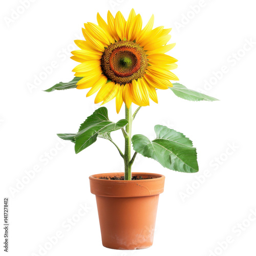 Obraz na płótnie vibrant sunflower in terracotta pot, showcasing its bright yellow petals and intricate center. lush green leaves add to beauty, creating cheerful and lively atmosphere w salonie