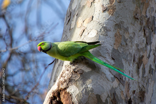 Rose-ringed Parakeet