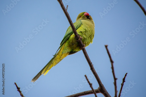 Rose-ringed Parakeet