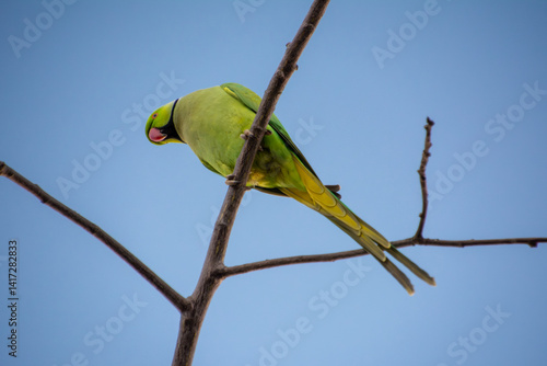 Rose-ringed Parakeet