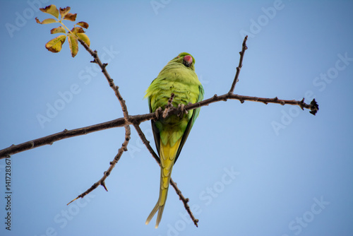Rose-ringed Parakeet