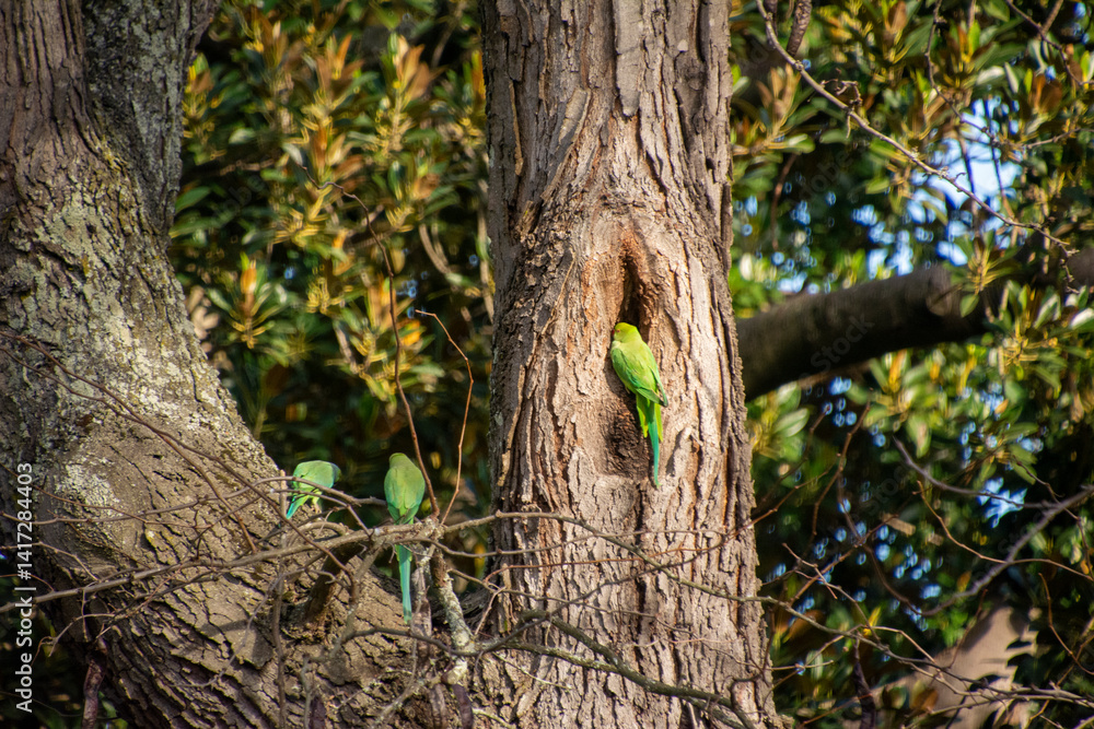 Obraz premium Rose-ringed Parakeet