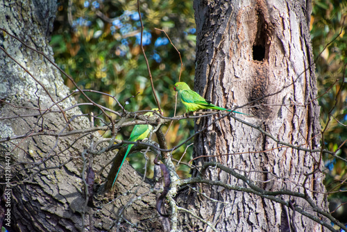 Rose-ringed Parakeet