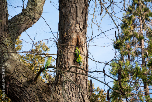 Rose-ringed Parakeet