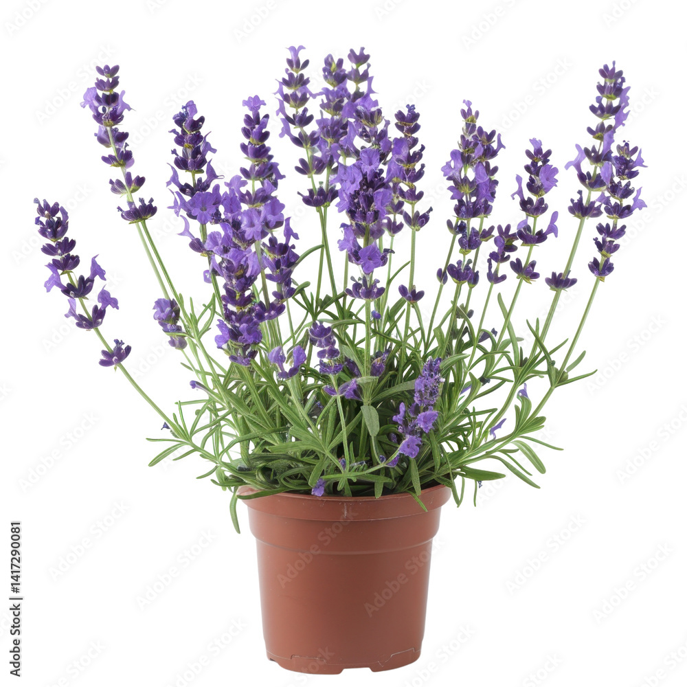 Lavender plant in terracotta pot, showcasing vibrant purple flowers and lush green foliage, perfect for adding touch of nature and tranquility to any space Lavender plant in terracotta pot, showcasing vibrant purple flowers and lush green foliage, perfect for adding touch of nature and tranquility to any space
