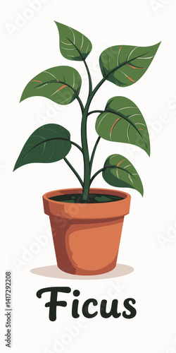 Ficus Plant in Pot, Green Leaves, Indoor Gardening