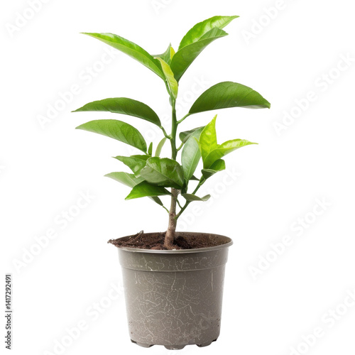 Obraz na płótnie small green plant in gray plastic pot, showcasing vibrant leaves and healthy growth. This indoor plant adds touch of nature to any space, enhancing atmosphere with its fresh appearance w salonie