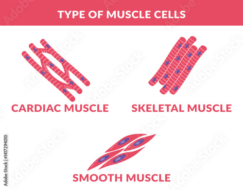 Type of muscle Smooth skeletal cardiac Muscle Cells. 
