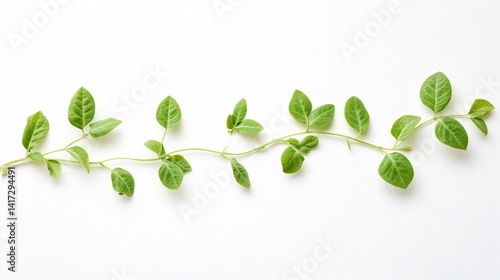 Pathway of nitrogen fixation process legume plants white background