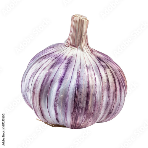 Obraz na płótnie Fresh garlic bulb with purple stripes, showcasing its unique texture and color. This aromatic ingredient is essential in cooking, adding flavor and depth to various dishes w salonie
