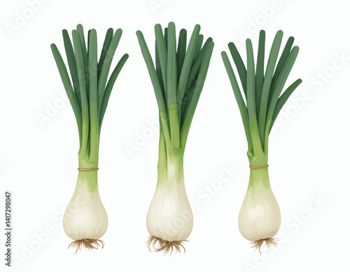Three Bundles of Fresh Green Onions with Roots