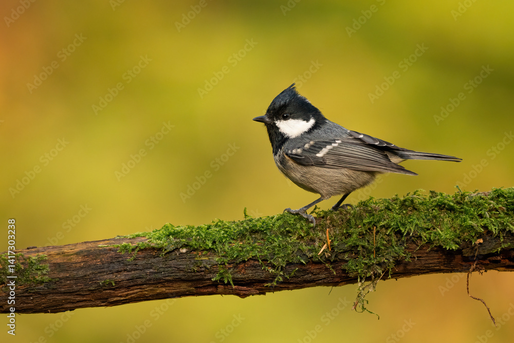 Obraz premium Close-up of a coal tit (Periparus ater) sitting on a branch with blurred background, emphasizing the details of bird. Natural light, winter photo. 