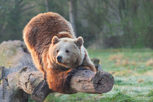 Brown bear relaxing on a fallen tree