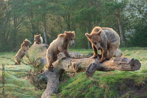 brown bear cubs playing