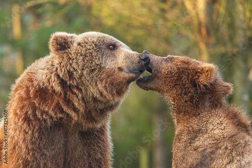 brown bear cub and  big brown bear