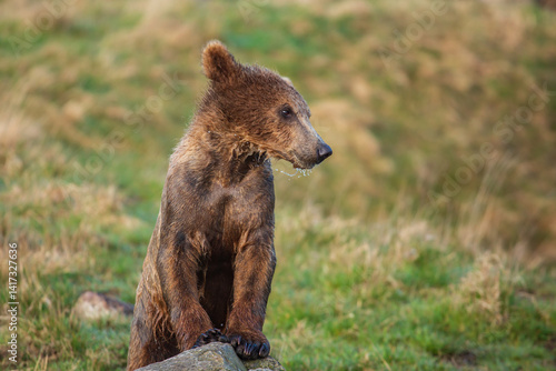 brown bear cub in the grass