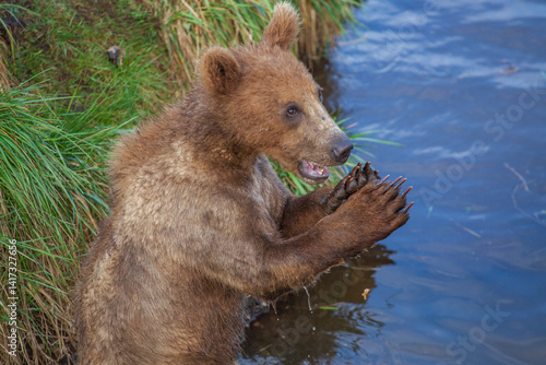 portrait of a brown bear  cub in the lake