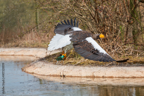 Sea eagle flying in the park