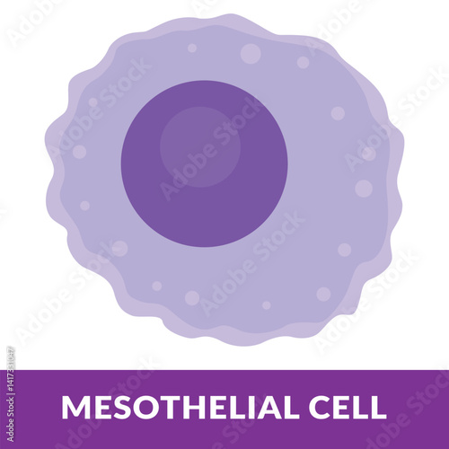 mesothelial cell vector Illutration