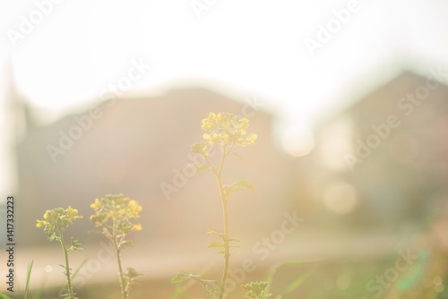ノスタルジックな花
