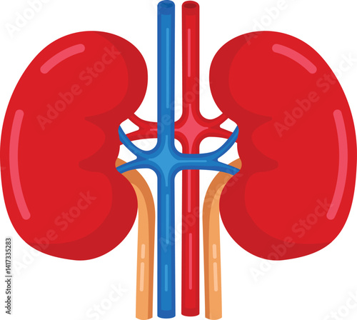 Illustration of  kidney. Human internal organ. Concept of urinary system endocrine system