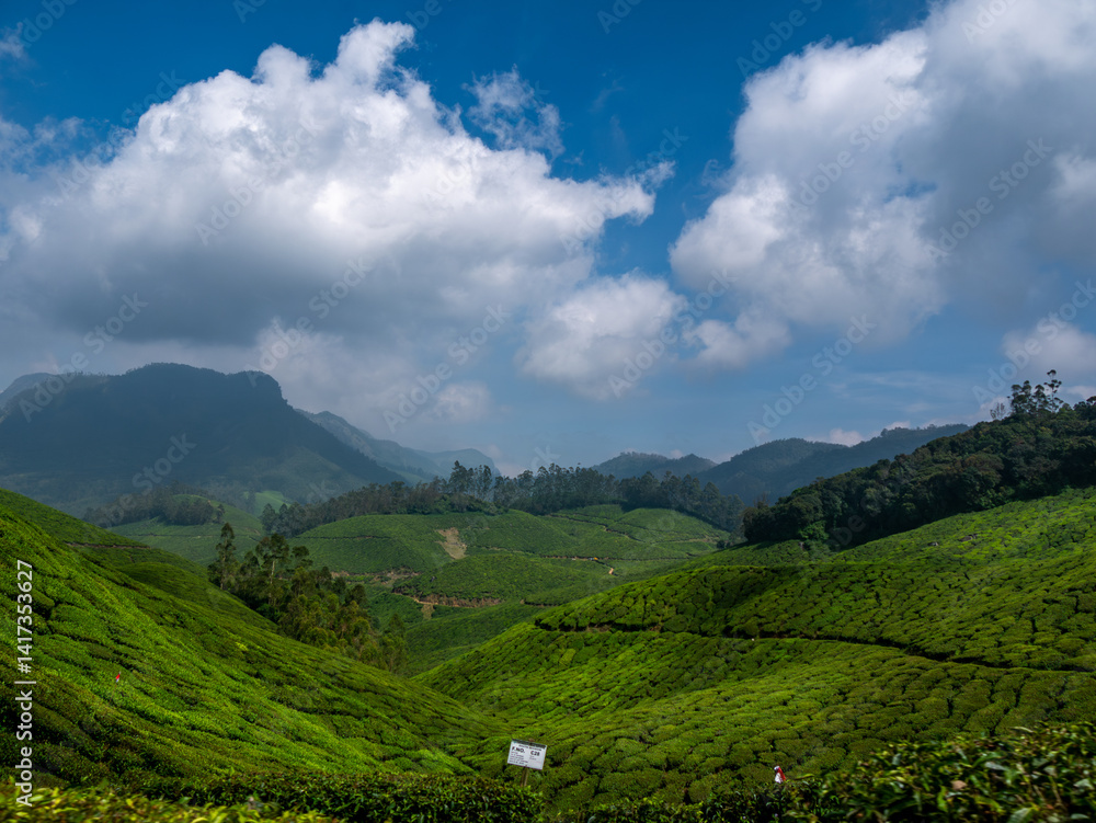 Obraz premium Beautiful tea gardens surrounded by Mountains is a tourist place in South India, Kerala, Munnar.