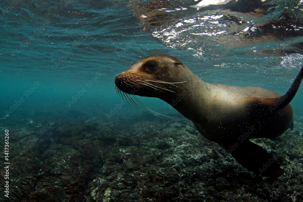 Fototapeta premium Playful Galapagos Sea Lion (Zalophus wollebaeki) Approaching Close Underwater. Tintoreras, Isabela Island, Galapagos