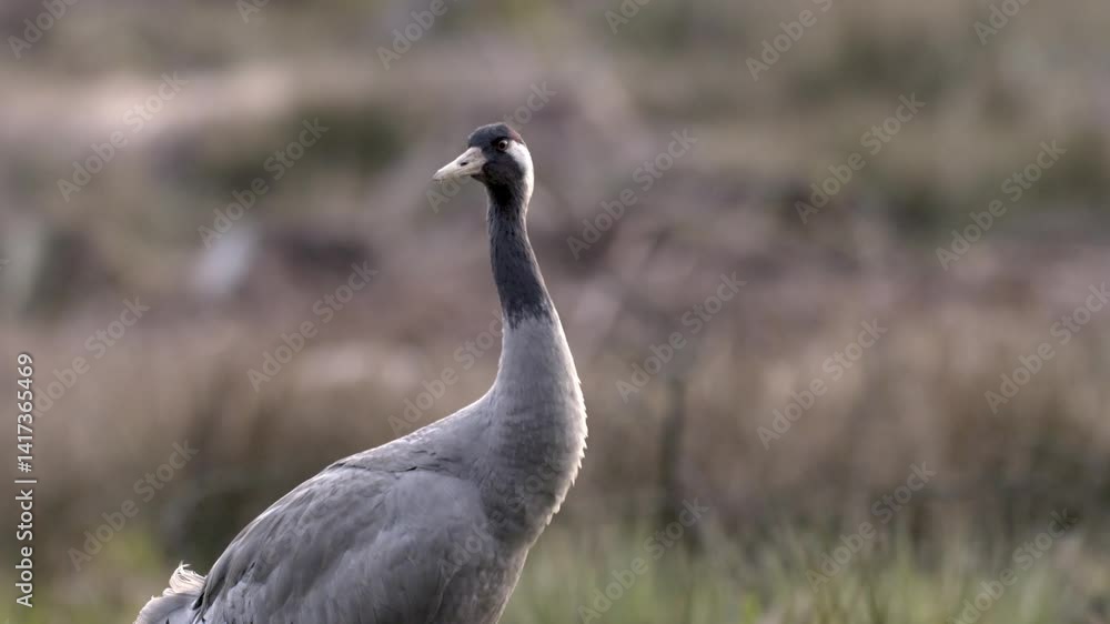 Grey cranes wading in a small woodland pond, gathering twigs and grass to form a nest, slow motion macro. Grey cranes wading in a small woodland pond, gathering twigs and grass to form a nest, slow motion macro.