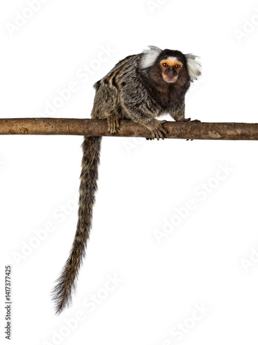 Fotografie Cute common marmoset monkey aka Callithrix jacchus, sitting side ways on branch