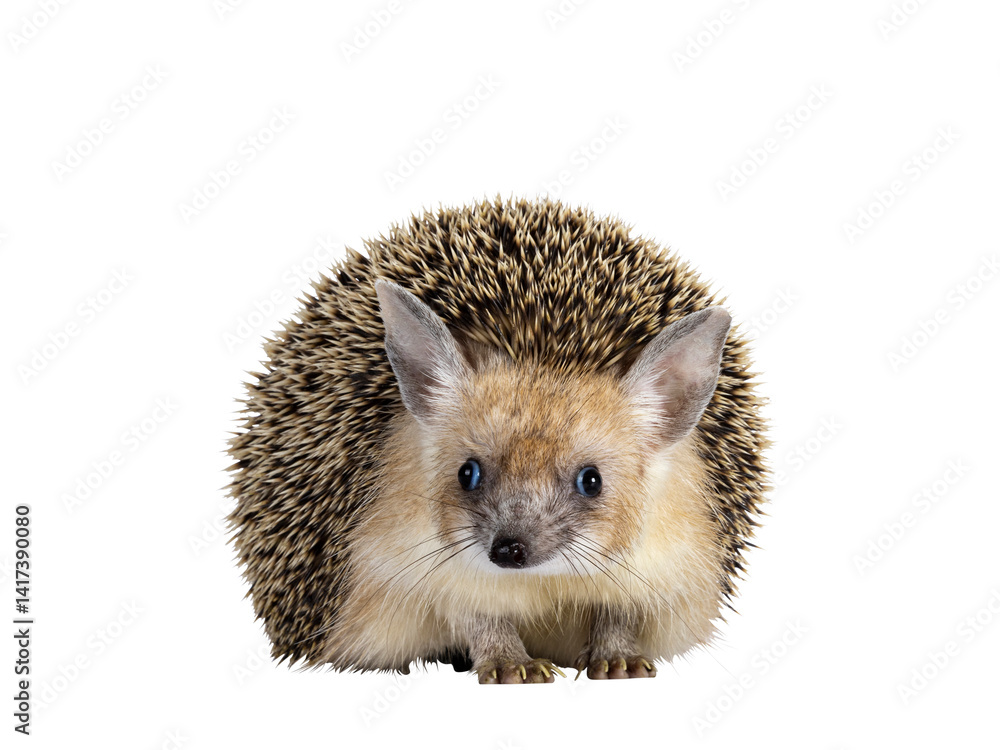 Obraz premium Cute adult Long eared hedgehog aka Hemiechinus auritus, standing facing front. Looking towards camera with beady eyes. Isolated cutout on a transparent background.