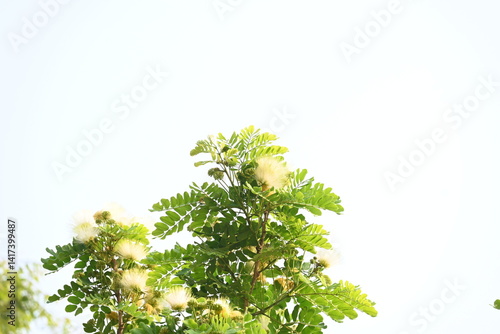 Albizia lebbeck flowers. Its Common names shirisha tree, siris, Indian siris, East Indian walnut, Broome raintree, lebbeck, lebbek tree, frywood, flea tree and woman's tongue tree.