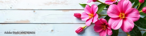 - Bright pink flowers blooming on rustic white wooden planks, Blossom, Spring