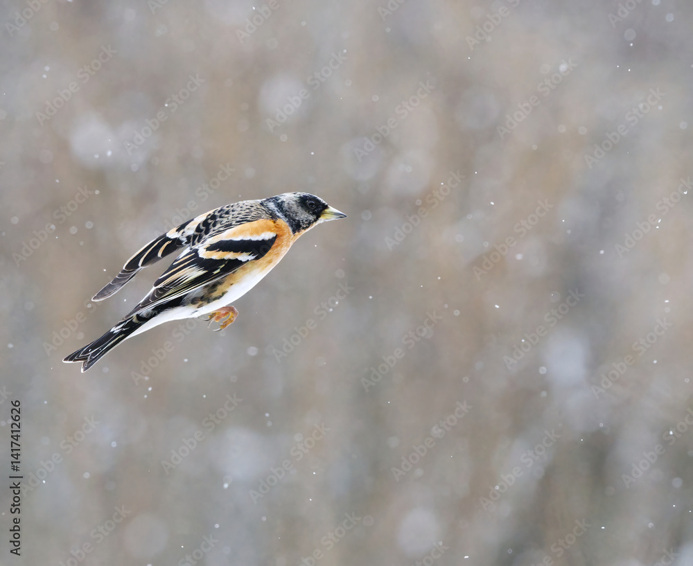 Obraz premium Brambling (Fringilla montifringilla) male flying in snowfall in early spring.