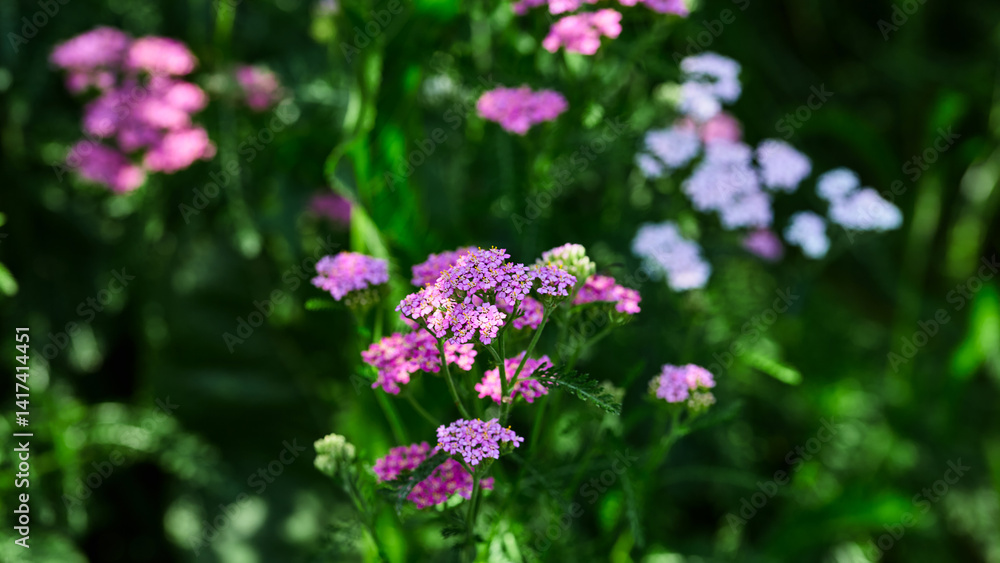 Bright pink yarrow flowers in focus, surrounded by soft greenery in a natural setting Bright pink yarrow flowers in focus, surrounded by soft greenery in a natural setting