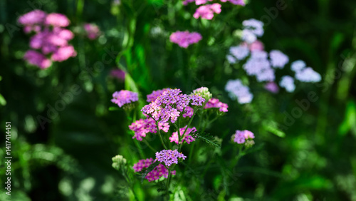 Bright pink yarrow flowers in focus, surrounded by soft greenery in a natural setting