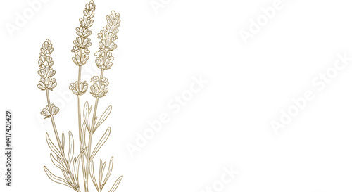 Good vector. Lavender flowers line drawing on white background