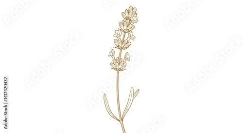 Good vector. Lavender flower illustration on white background