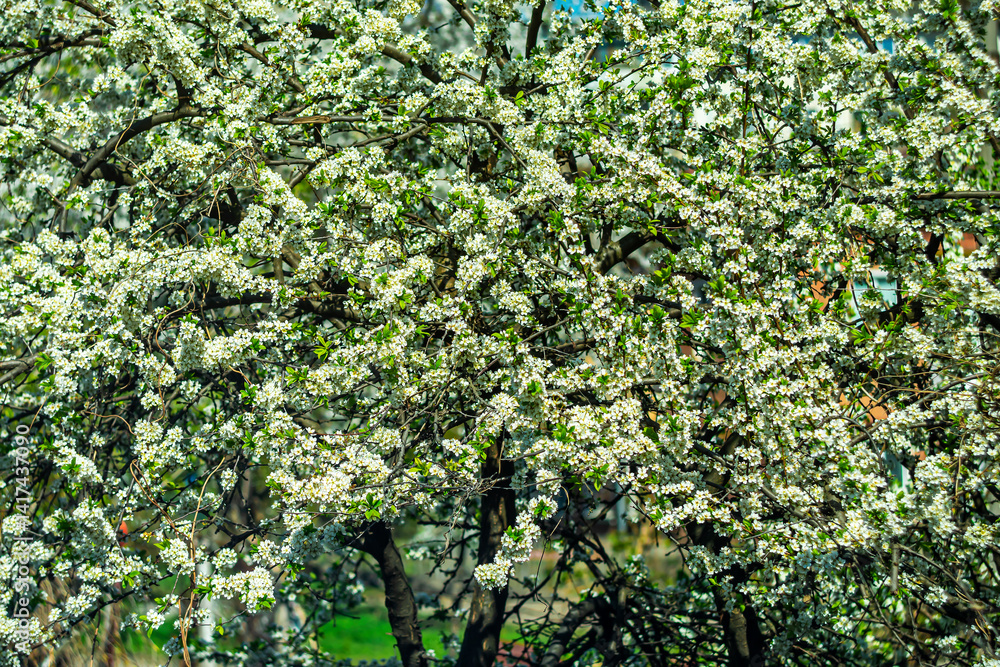 Fototapeta premium Beginning of spring. Fruit trees blooming within the city limits.