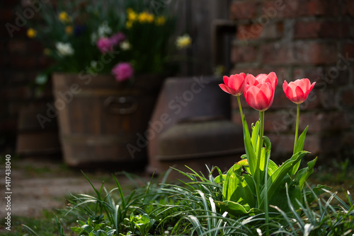 Piękne tulipany w ogrodzie na wiosnę © Elżbieta Kaps