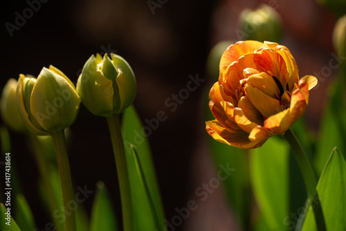 Piękne tulipany w ogrodzie na wiosnę © Elżbieta Kaps