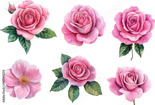 set of pink roses