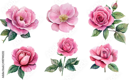 set of pink roses vector