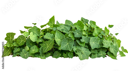 Fresh Kudzu Isolated on White Background - Professional Quality Stock Photo
