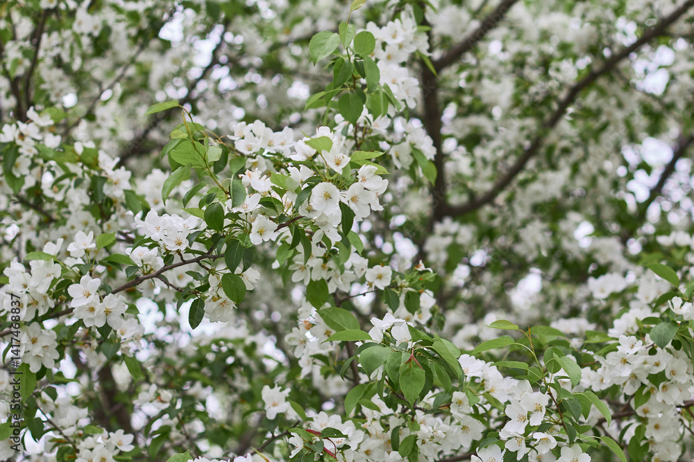Blossoming white flowers on tree branches in springtime sunny park Blossoming white flowers on tree branches in springtime sunny park