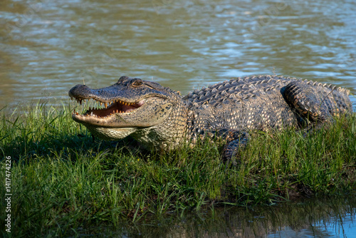 Foto American alligator with it's mouth wide open showing dangerous teeth