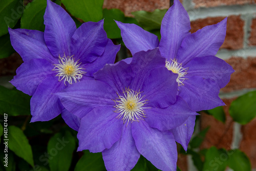 Purple Olympia Clematis against a red brick wall