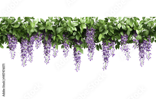 Wisteria garland hanging on the wall, purple flowers with green leaves, transparent background