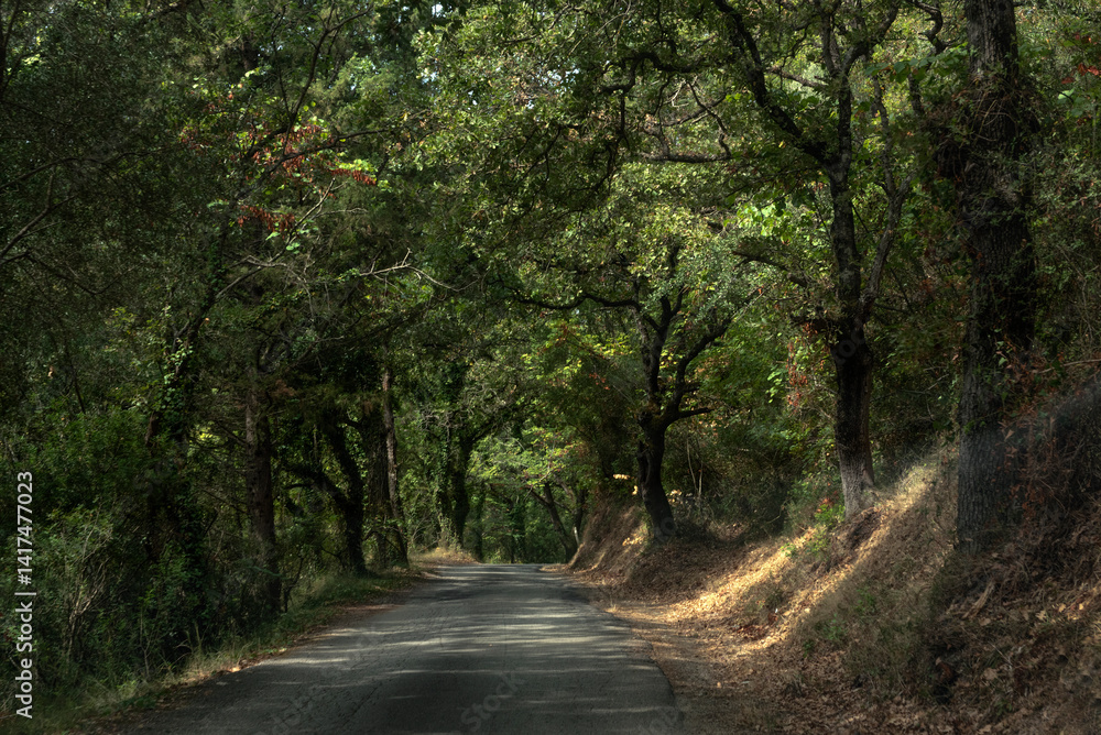 Fototapeta premium Road in the mountains of Corfu, Greece